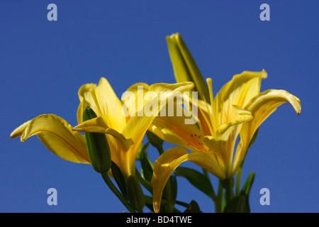 Lilium giglio fiori gialli foto artistica floreale su sfondo cielo blu foto per sfondi mobile primo piano vista frontale nessuno ad alta risoluzione Foto Stock