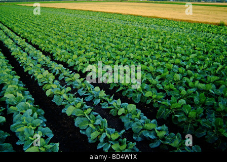 Righe di cavoli in un campo Foto Stock