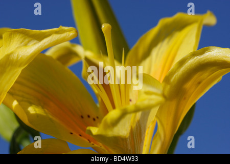 Giglio asiatico giallo lilium primo piano di fiori immagini foto fotografia vendita su alamy orizzontale negli USA US ad alta risoluzione Foto Stock