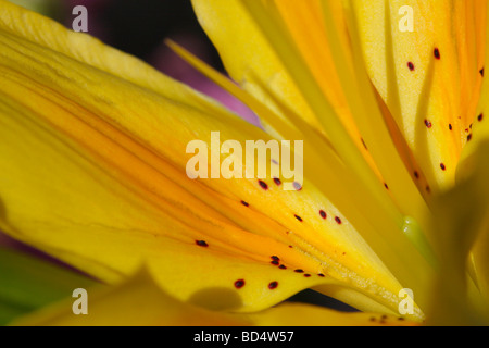 Pistola Lilium singola con fiore giallo giglio dall'alto primo piano nessuno primo piano macro sfocato sfondo sfocato ad alta risoluzione Foto Stock