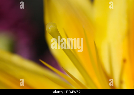 Pistola Lilium singola con fiore giallo giglio dall'alto primo piano nessuno primo piano macro sfocato sfondo sfocato ad alta risoluzione Foto Stock