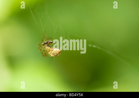 Fly catturati in spider web Foto Stock