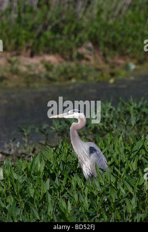 Uccello grigio airone azzurro seduto sulla palude a riva in erba verde Stati Uniti d'America nessuno dall'alto vista verticale dall'alto primo piano collo lungo ad alta risoluzione Foto Stock