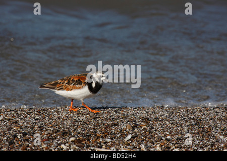 Uccello Ruddy Turnstone che corre su una riva del parco del lago Erie Ohio American negli Stati Uniti nessuno dall'alto vista ad alta risoluzione Foto Stock