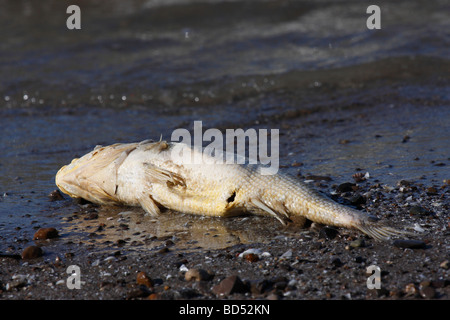 L'acqua inquinata sul lago Erie in Ohio Stati Uniti d'America dall'alto grandi pesci morti si trovano sulla costa vicino a nessuno ad alta risoluzione orizzontale Foto Stock