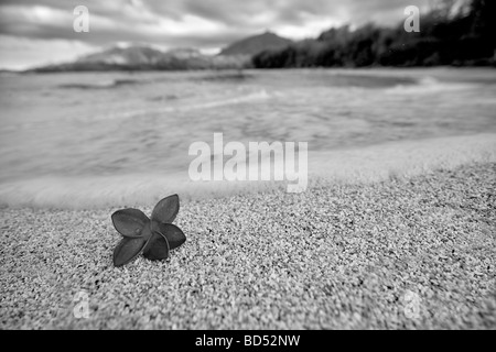 Red plumeria o frangipani sulla spiaggia Kauai Hawaii Foto Stock