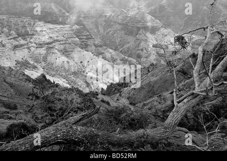 Wiamea Canyon e albero morto Koke membro Park Kauai Hawaii Foto Stock