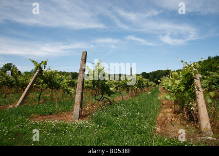 Vigneto coltivazione uva piantagione di viti paesaggio americano negli Stati Uniti isola degli Stati Uniti messo nella baia paesaggio bello angolo basso nessuno orizzontale alta risoluzione Foto Stock