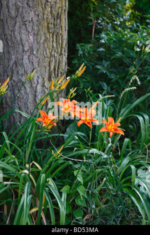 Gialli fiori gialli fiori gialli Hemerocallis fulva arancio dall'alto sovrastato da vicino negli Stati Uniti nessuno verticale ad alta risoluzione Foto Stock