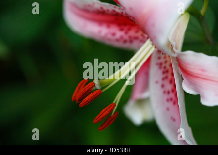 Gigli Stargazer giglio bianco in fiore con petali di polline vista floreale da vicino nessuno sfondo sfocato sfocato in alta risoluzione negli Stati Uniti Foto Stock