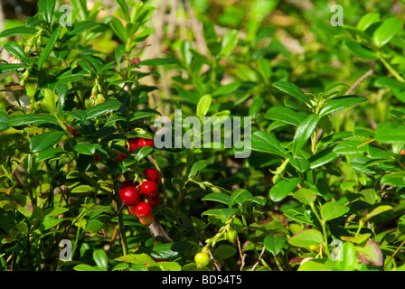 Preiselbeere Pflanze cowberry impianto 02 Foto Stock