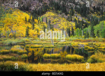 In autunno, l'Aspens nell est della Sierras della California sono istoriati con colore. Qui raffigurato è Lundy Canyon, vicino a Bridgeport, California. Foto Stock