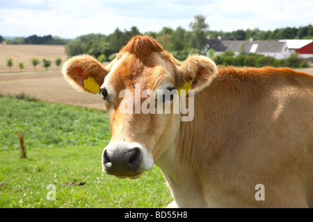 Jersey mucca sul campo in erba. Fattoria in distanza. Foto Stock
