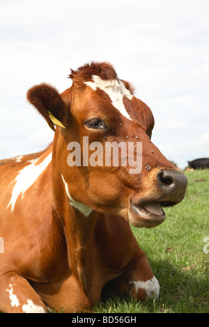 Il bianco e il rosso mucca masticare le cud su un campo in erba. Foto Stock