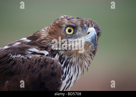 Bonellis Eagle (Hieraaetus fasciatus), ritratto Foto Stock