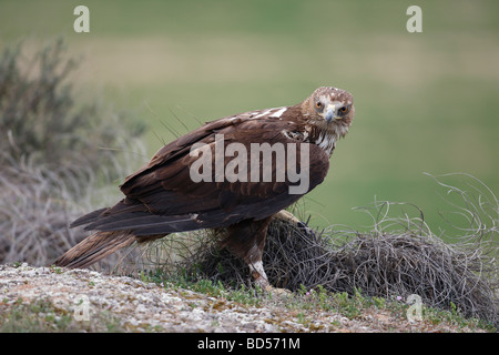 Bonellis Eagle (Hieraaetus fasciatus) in piedi sul suolo Foto Stock