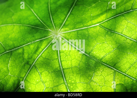 Close up di un nasturtium foglie con goccioline di acqua Foto Stock