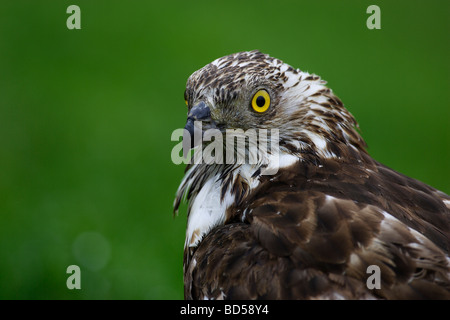 Western Falco Pecchiaiolo (Pernis apivorus), ritratto Foto Stock