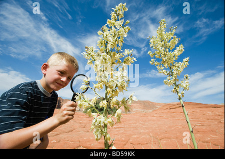 Un giovane ragazzo al Red Rock esaminando un impianto Foto Stock