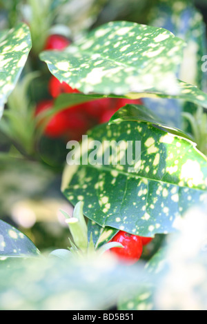 Aucuba japonica con bacche rosse arte fotografia Jane Ann Butler JABP Fotografia526 Foto Stock