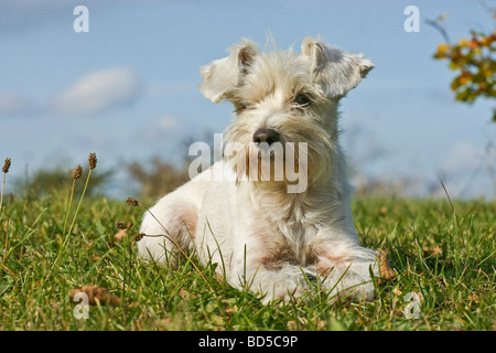 Miniatura Schnauzer sdraiati su un prato Foto Stock