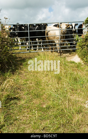 Le vacche in una fattoria della Cornovaglia, Inghilterra Foto Stock