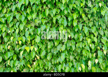 Siepe verde o verde lascia la parete Foto Stock