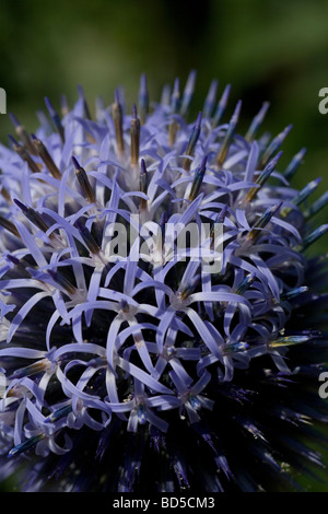 Close up blu elettrico Eryngium flower apertura di testa al sole, che mostra una sfera perfetta Foto Stock