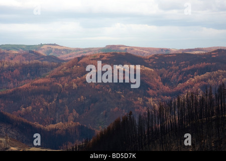 Bushfire devastazioni in South Gippsland Victoria Australia dopo 2009 Sabato nero bushfires ovest dal vicino Monte Tassie Foto Stock