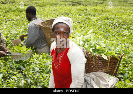 Raccoglitori di tè, piantagione di tè a Mount Cameroun, Buea, Camerun, Africa Foto Stock