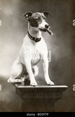 Jack Russell Terrier sul piedistallo di fumare il sigaro Foto Stock