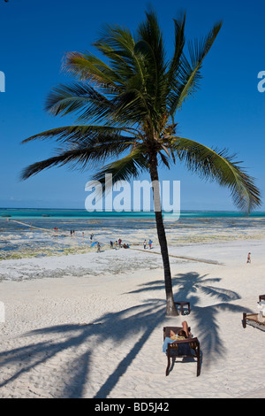 Karafuu Hotel Beach Resort, Pingwe, Zanzibar, Tanzania Africa Foto Stock