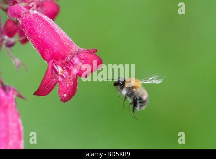 Bumble Bee in volo la voce di rosa fiori penstemon Foto Stock