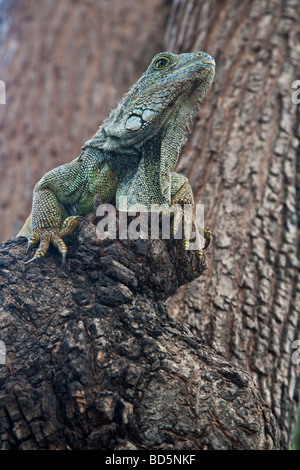 Iguana in una struttura ad albero nella Pargue Seminario, Guayaquil Ecuador Foto Stock