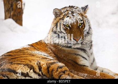 Giovani ritratto tiger zoo di Novosibirsk Foto Stock