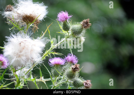 Royalty free close up fotografia di fioritura thistle nella campagna del Regno Unito. Foto Stock