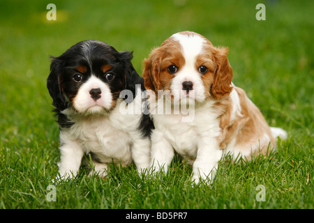 Cavalier King Charles Spaniel cuccioli blenheim e tricolore di 5 settimane Foto Stock