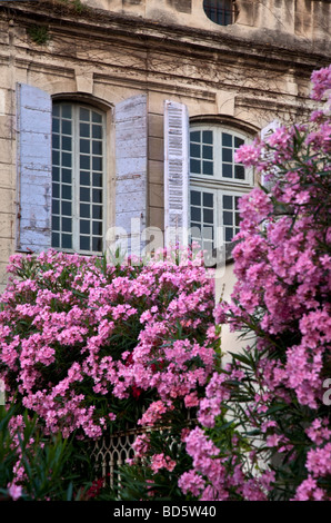 Purply fiori di colore rosa di fronte a una casa con persiane blu di San Remy de-Provence Francia Foto Stock