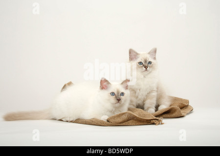 Gatto sacri di birmania gattini Birman Foto Stock