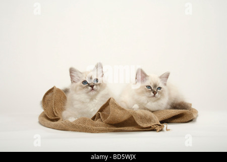 Gatto sacri di birmania gattini Birman Foto Stock