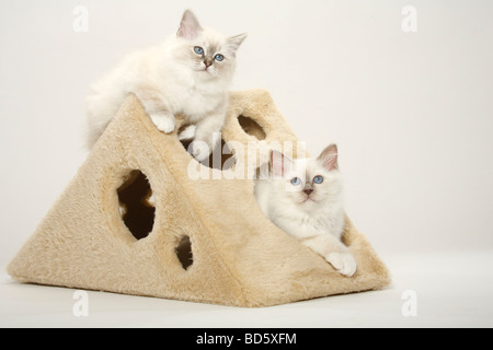 Gatto sacri di birmania gattini Birman Foto Stock