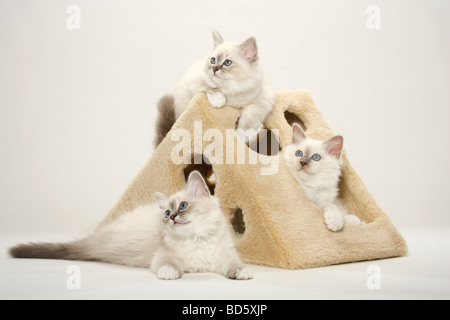 Gatto sacri di birmania gattini Birman Foto Stock