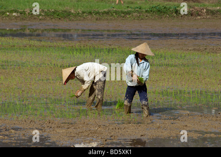 Due donne di piantare il riso Tam Coc Ninh Binh Provincia Nord Vietnam Foto Stock