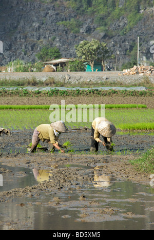 Due donne di piantare il riso Tam Coc Ninh Binh Provincia Nord Vietnam Foto Stock
