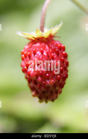 Fragole Fragaria vesca Foto Stock