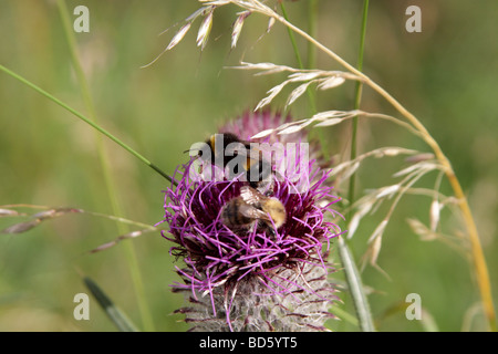 Bumble Bee bombus terrestris spear thistle bull thistle piumati thistle strada thistle cirsium vulgare Foto Stock