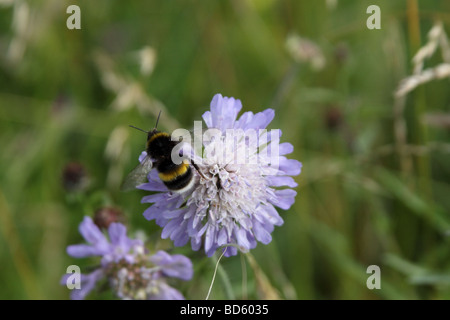 Bumble Bee bombus terrestris Foto Stock