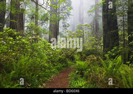 Fioritura di rododendro, Redwood Forest. Foto Stock