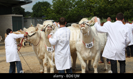 Gli agricoltori con Charolais tori a Bakewell Show, Bakewell, Derbyshire, England, Regno Unito Foto Stock