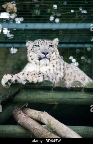 MizI un leopardo femminile della neve (Panthera uncia) dal Himalaya, Cat Sanctuary e programma di allevamento - Wildlife Heritage Foundation, UK Foto Stock